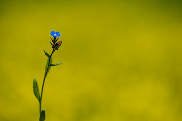 Flowers of green alkanet (Pentaglottis sempervirens), family borage (Boraginaceae) in a Turkey nature