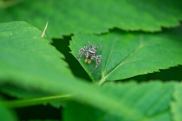 Dimorphic Jumping Spider on Leaf 