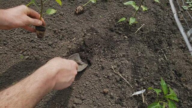 Home gardening - Top close up view of mini pepper transplant being planted in prepared back yard garden.