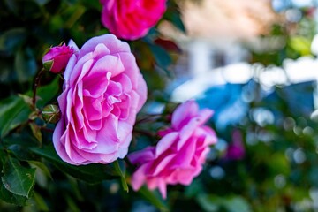 Rosengarten - Pinke Rosen