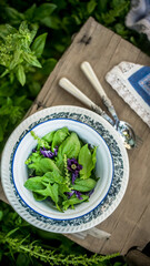 The Fresh Green Leaves Spinach for salads in rustic Garden