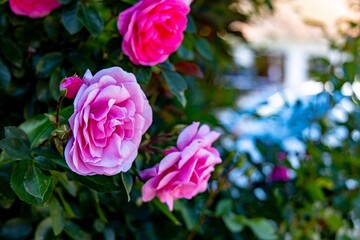 Rosengarten - Pinke Rosen