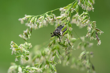 Flower Chafer Beetle in Springtime