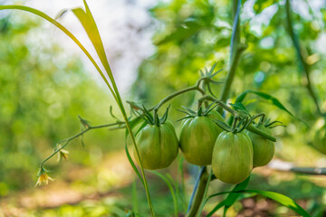 organic tomatoes ripening in a glass, vegetables without chemicals.