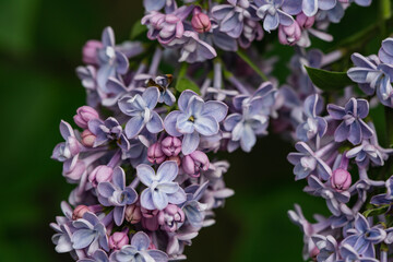Lilac Flowers in Bloom in Springtime