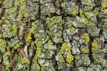 tree bark texture