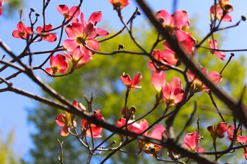 branch of a tree with pink flowers