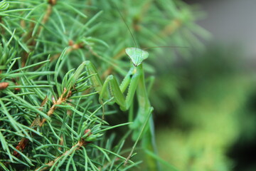 grasshopper in pine leaves