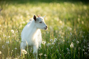 portrait of a snow-white goatling that grazes on a green meadow with dandelions on a bright summer sunny day
