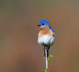 Male Eastern Bluebird Perched on Top of the Tree Bush on Red Orange  Background