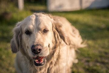 Golden retriever dog / labrador / on the grass on a background of green nature