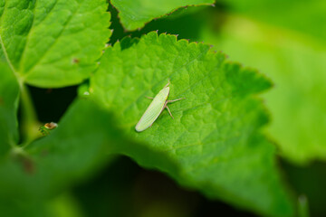 Sharpshooter on Leaf in Springtime