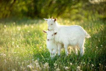 two snow-white kid goats next to each other graze on a green meadow with dandelions on a bright summer sunny day