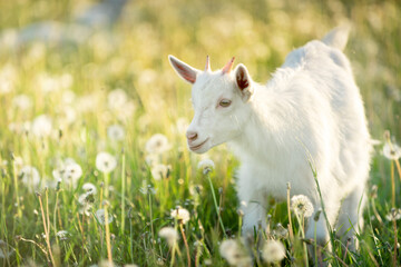 Obraz premium portrait of a snow-white goatling that grazes on a green meadow with dandelions on a bright summer sunny day