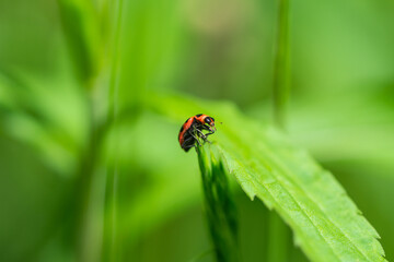 Pink Spotted Lady Beetle in Springtime