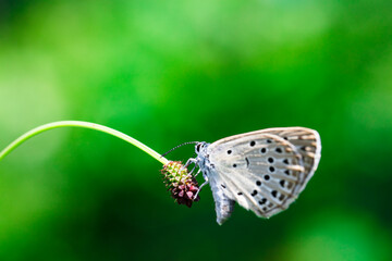 고운점박이푸른부전나비