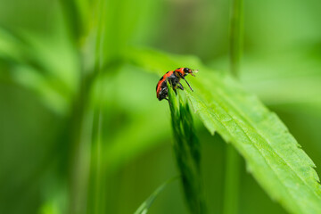 Pink Spotted Lady Beetle in Springtime