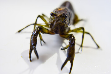 lake crayfish