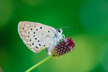 고운점박이푸른부전나비