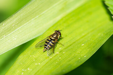 Fototapeta premium Hoverfly on Leaf in Springtime