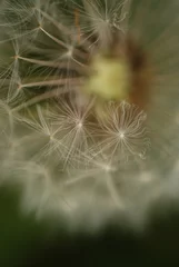 Rolgordijnen dandelion seed head © Галина Кисиль Клепик