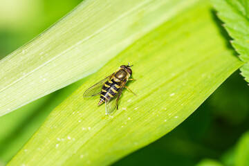 Hoverfly on Leaf in Springtime