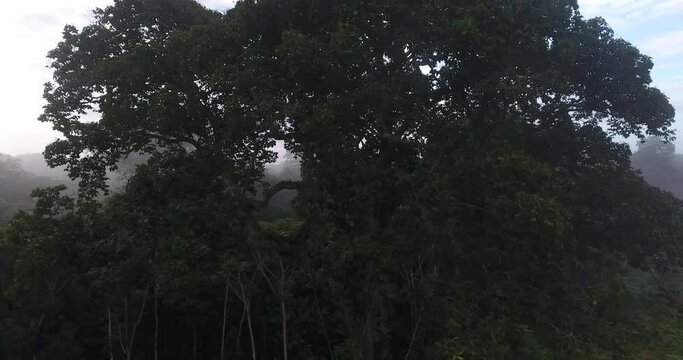 Large and Tall Brazil Nut (Bertholletia excelsa) Tree in South American tree in the family Lecythidaceae Shot in V-Log