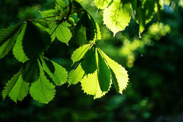 Green leaves of a chestnut tree in the sun. Succulent chestnut leaves. 
Natural background of green leaves