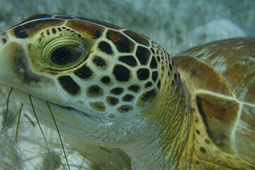 Fototapeta premium Turtle