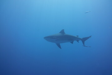 Fototapeta premium Bullshark in Playa del Carmen