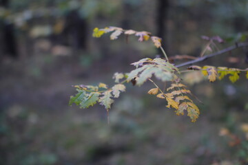 Autumn in the european forest