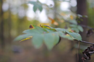 Autumn in the european forest