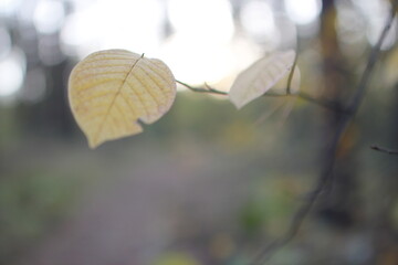 Autumn in the european forest