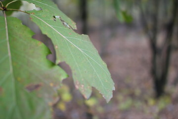 Autumn in the european forest