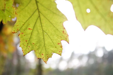 Autumn in the european forest