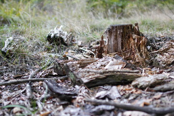 Autumn in the european forest