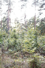 Autumn in the european forest
