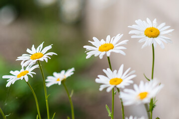 Obraz na płótnie Canvas Garden camomile flowers, field with camomiles, camomile closeup, natural antiseptic. Selective focus