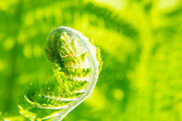 green forest fern petals. fern pattern macro. background