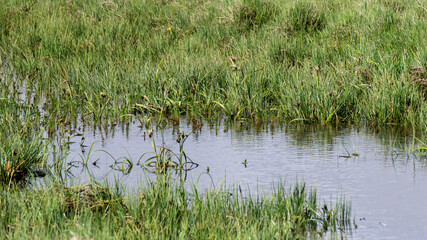 Lush, green nature in South Iceland