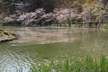 公園の池に散る桜の花びらの花イカダ