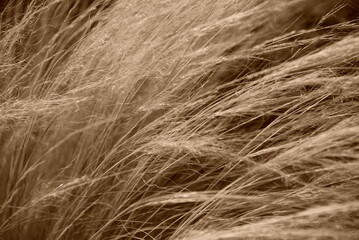 straw in the wind