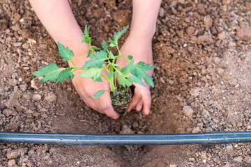 young farmer planting tomatoes seedling in organic garden. Gardening young plant into bed.