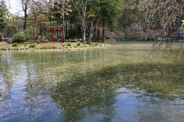 公園の池に散る桜の花びらの花イカダ