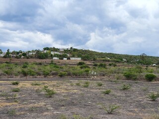Beautiful outdoor shot in a meadow showing the transition from spring to summer of nature. Photo taken in Queretaro, Mexico.