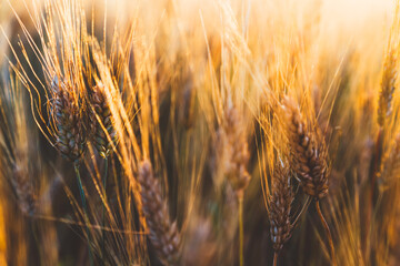 Cereal grain which is a worldwide staple food, Rural Farming agriculture under sunlight
