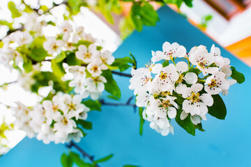 Flowers of pears on a warm spring day on the blue background in the Park.