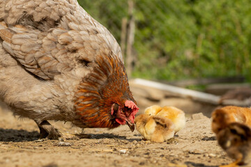 Closeup of a mother chicken with its baby chicks on the farm. Hen with baby chickens