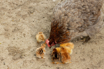 Closeup of a mother chicken with its baby chicks on the farm. Hen with baby chickens