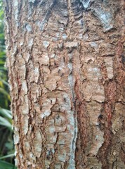 tree bark texture brown